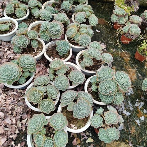 濡沫园艺玉蝶多肉植物石莲花老桩多头雨蝶老桩大棵玉碟手捧花包邮