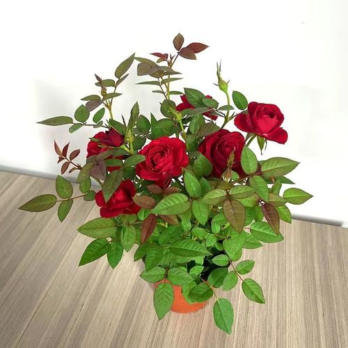 【精品绿植】欧洲月季钻石玫瑰阳台绿植四季开花带花苞庭院盆栽 大盆