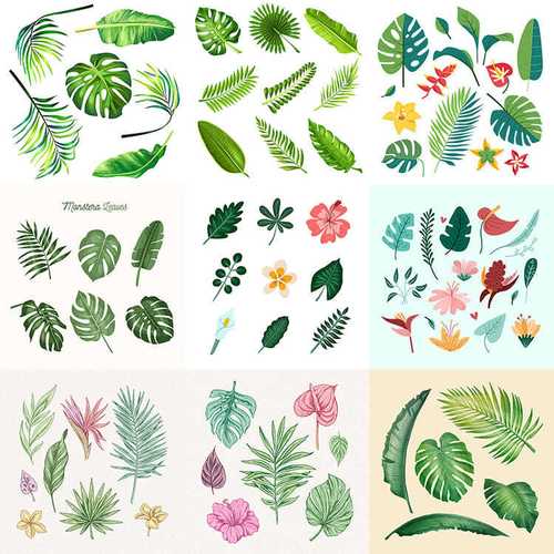 热带植物叶子手绘森系芭蕉叶棕榈叶龟背竹清新ai格式矢量设计素材