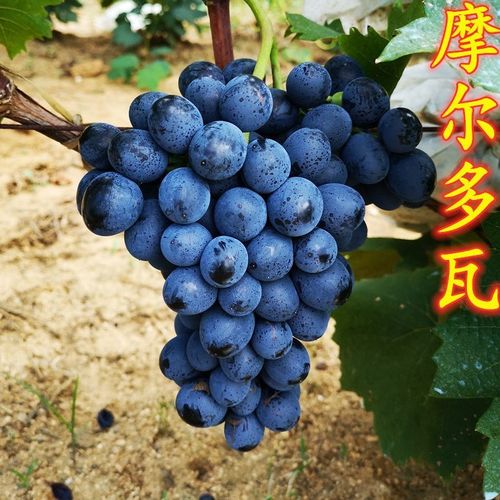 新品种摩尔多瓦葡萄树苗嫁接葡萄苗果树盆栽当年结果庭院地栽爬藤