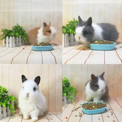 【奇趣小宠】兔子活物道奇盖脸猫猫兔小兔子活体宠物兔幼崽凤眼西施
