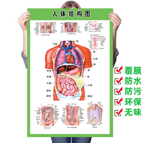 人体内脏解剖系统示意图全身器官分布图医院心脏解剖挂图医学海报