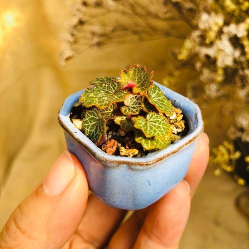 北美耳草日本豆盆 迷你微型微小植物盆栽拇指盆迷你网纹山野草