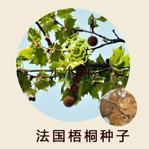法国梧桐种子法桐种子英国梧桐三球悬铃木种子杂交悬铃木包邮