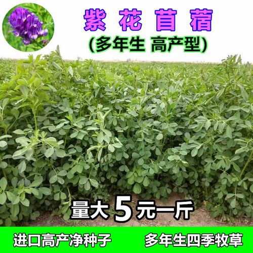 紫花苜蓿种子多年生牧草四季高产苜蓿草种子鸡鸭鹅牛羊鱼兔草种籽
