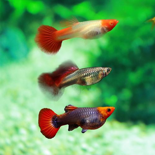 热带观赏鱼 淡水鱼 鱼缸造景 凤尾鱼 孔雀鱼母鱼1条(3cm左右,随机品种