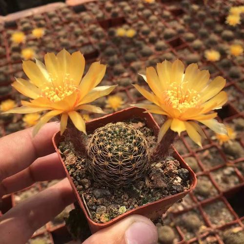 辉煌仙人球丽花球属趣味勤花新手好养活组合桌面防辐射小盆栽