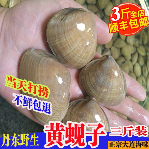 丹东黄蚬子大连特产贝类海鲜鲜活大个无沙野生海捕3斤包邮顺丰