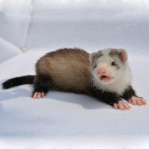 double yellowdoubleyellow安哥鲁宠物貂活体安格鲁雪貂幼崽懒人宿舍