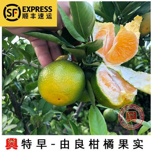 由良特早蜜桔 早熟由良苗 柑橘苗 蜜桔果树苗 南方种植新品种