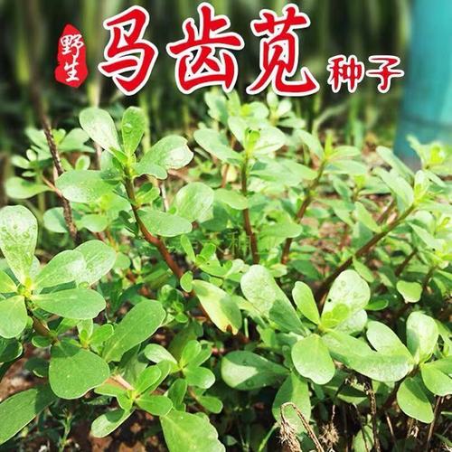 【马齿苋种子】野菜马芷菜种子食用长寿蔬菜庭院阳台种植马齿苋籽