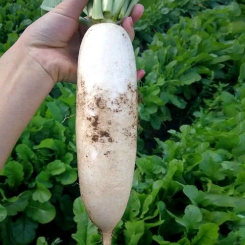 春白玉萝卜种子大白萝卜种籽不空心春不老萝卜籽四季高产蔬菜种孑