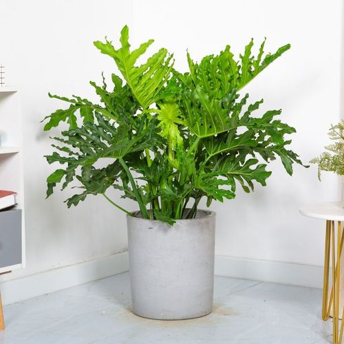 花兮绘 春羽植物室内大盆栽客厅办公室吸甲醛可水培网红大叶绿植