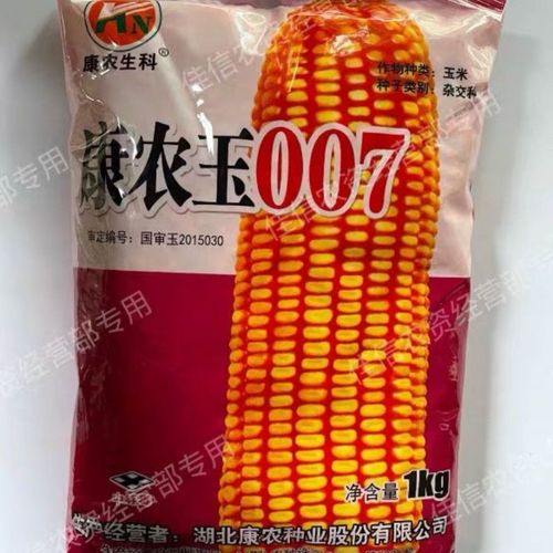 国审玉康农玉007饲料玉米种子穗轴白色籽粒黄色半马齿型高产