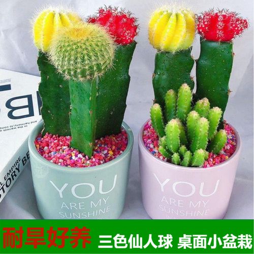 彩色仙人球五颜六色三组合仙人掌类新品多肉植物盆栽耐旱花苗批发