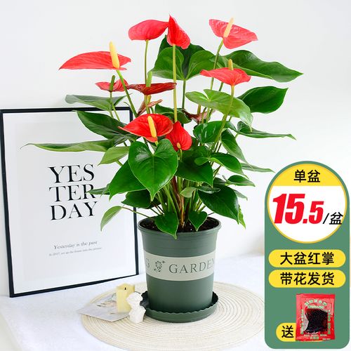 水培红掌大盆栽植物办公室桌面绿植鸿运当头室内花卉水养鲜花四季