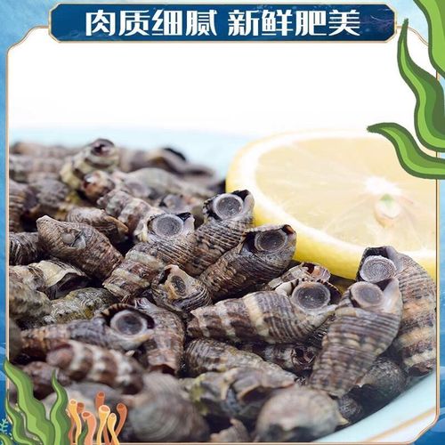 大连特产吸波螺锥螺鲜活