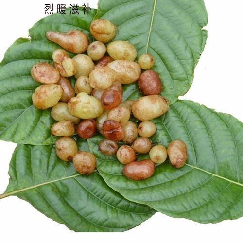 石黄皮 新鲜石黄皮 化狗儿肾蕨蜈蚣草圆羊齿肾蕨凤凰蛋中药材现摘