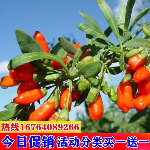 枸杞树苗 庭院盆栽果树苗 南北适宜红枸杞黄枸杞 黑枸杞 当年结果