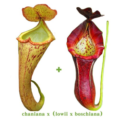 陈氏x(劳氏x博世)猪笼草实生苗独家首发小虫草堂育种食虫植物
