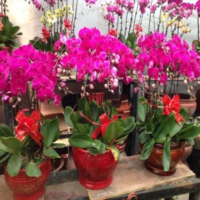 送亲戚朋友搬新家花卉开业开张送花高端蝴蝶兰6株盆栽公司前台花