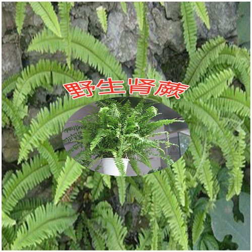野生植物绿植盆栽 波士顿蕨 肾蕨 净化空气 吸甲醛 蜈蚣草铁线蕨