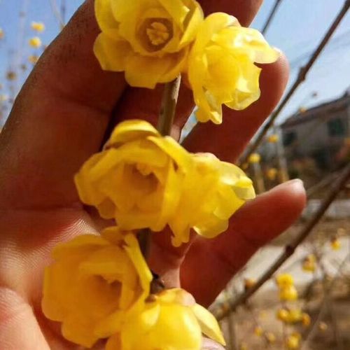 鄢陵腊梅素心檀香虎蹄紫砂盆景老桩庭院浓香型耐寒冬季开花