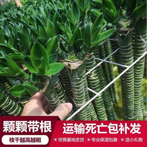 插在水里的植物汉竹富贵竹观音竹 办公室内客厅桌面花卉盆栽盆景"