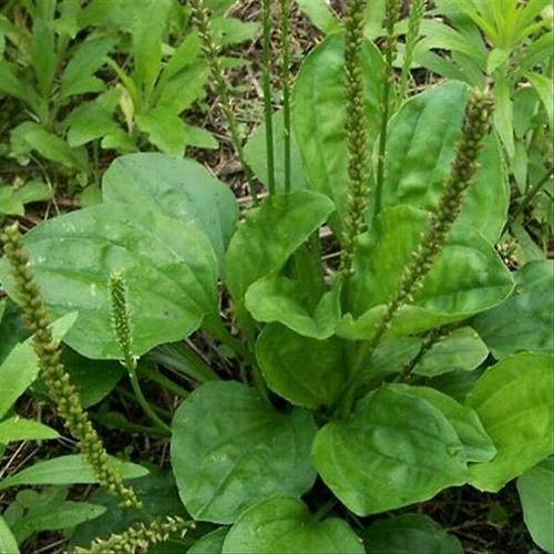 新鲜现采钱串草 车前草 平车前 500克