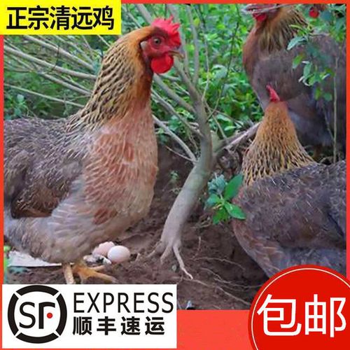 【顺丰包邮】广东清远鸡新鲜现杀农家散养走地鸡土鸡清远麻鸡整鸡