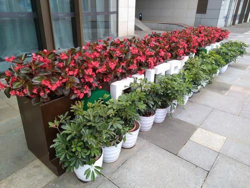 长沙湘潭绿植租赁 花卉租摆 办公室绿化