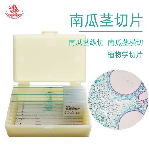 南瓜茎横切纵切染色均匀细胞清晰高等教学使用生物显微镜标本切片