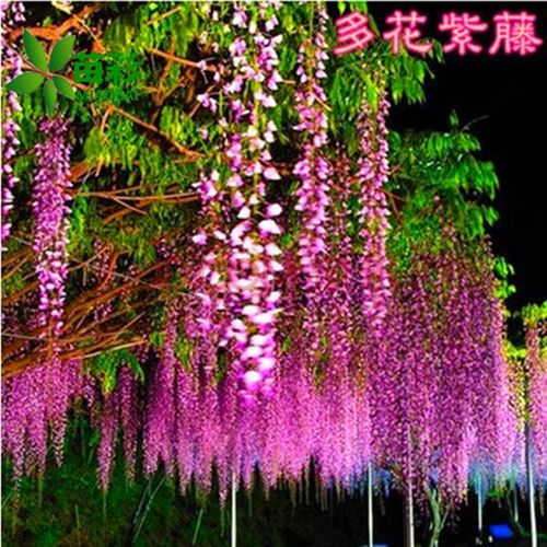 苗彩园艺 紫藤花树苗盆栽紫藤苗紫藤萝花树苗丰花紫藤日本多花紫藤