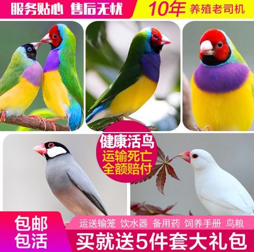 七彩文鸟活体小型宠物鸟观赏鸟珍珠鸟活物灰白文鸟活体鸟送粮包邮