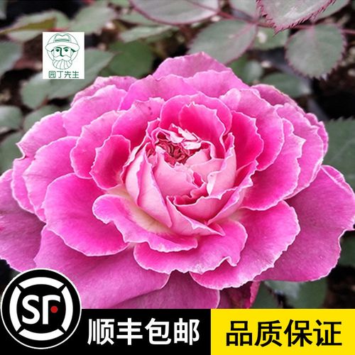 新品欧月 凯瑟琳月季花苗大花浓香纯正紫色切花灌木四季勤花盆栽