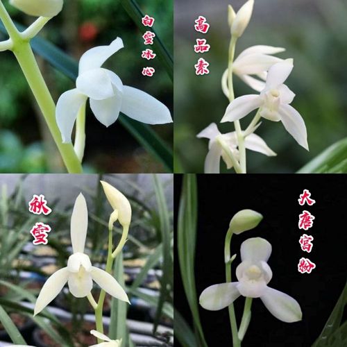 【兰花】建兰名品『白雪冰心』『高品素』『秋雪』『大唐宫粉』