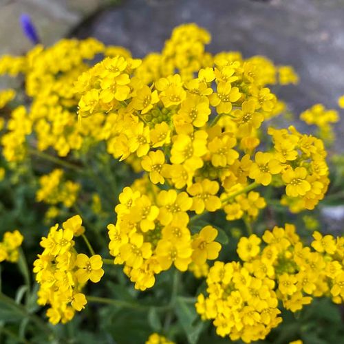 岩生庭芥种子观花种籽四季一年生庭院观叶种孑