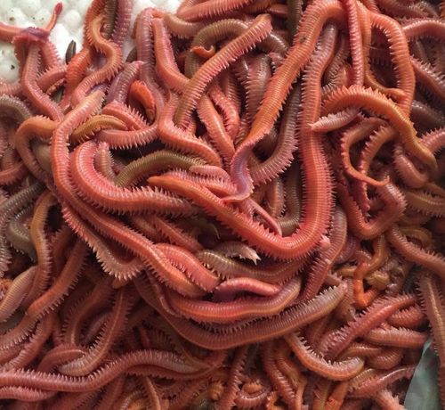 沙虫子钓鱼海虫沙蚕海虫海蚯蚓新鲜鲜活活沙蚕红虫海蚯蚓