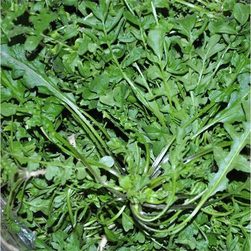 荠菜种子 荠菜种子四季播散装野菜荠荠菜大叶秋季阳台大叶菱角菜 四季