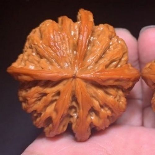 涞水文玩核桃精品精选狮子头官帽虎头大粗筋铁锤元宝