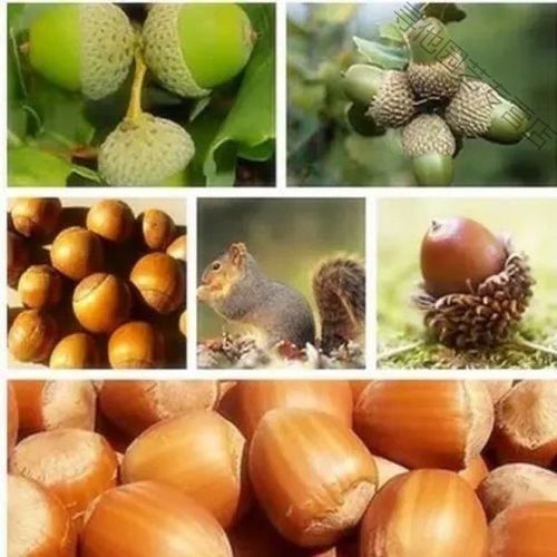 预售 橡子橡树种子橡子树种子栓皮栎种子软木栎粗皮青冈白麻栎浆栎果