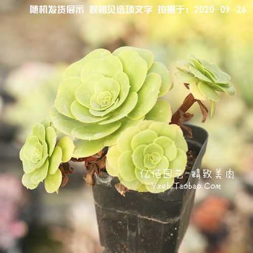 八尺镜法师 多肉植物