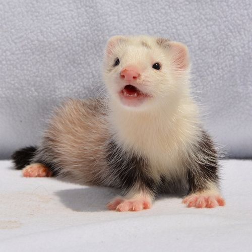 doubleyellow安哥鲁貂活体 宠物雪貂活物幼崽玛雪儿貂宝宝安格鲁貂