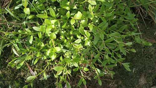 包邮潮汕青草药野生现采新鲜泥花草双须蜈蚣蟹叉草田槟榔田荖