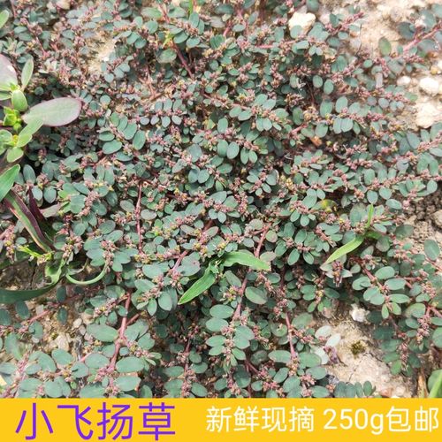新鲜现摘 地锦草 奶浆草小飞杨草 铺地红 乳汁草奶汁藤250g包邮