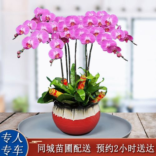 蝴蝶兰盆栽鲜花送开业乔迁礼品真花办公室内客厅招财