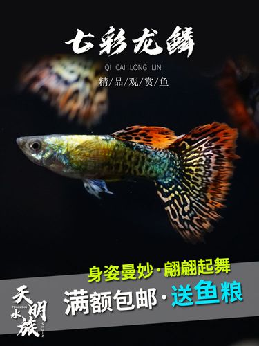 七彩龙鳞孔雀鱼活体大耳红扇铂金孔雀鱼热带小型观赏鱼孕母怀孕鱼