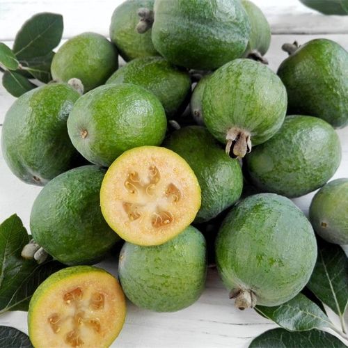 菲油果盆栽苗自花授粉许愿星虹越庭院种植常绿斐济果嫁接水果树苗