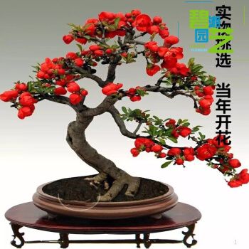 日本重瓣海棠花盆栽花卉观花植物室内盆景树桩大花苗 9年长寿冠海棠