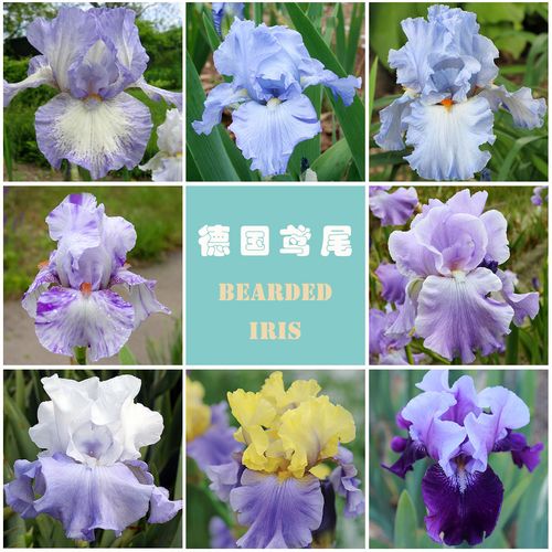 【德国鸢尾】进口品种庭院耐寒耐旱宿根切花草本花卉花园鳗盆栽苗